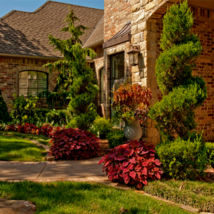 OKC Residential Landscaping with Spiral Juniper trees and Red Coleus aka Coleus Oxblood Plants