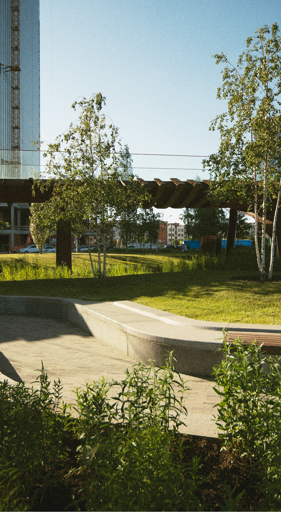 Expert Tree Maintenance for Commercial Landscapes