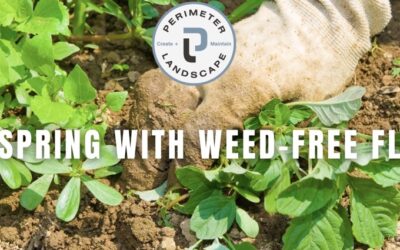 Perimeter Pulse Newsletter February 2025