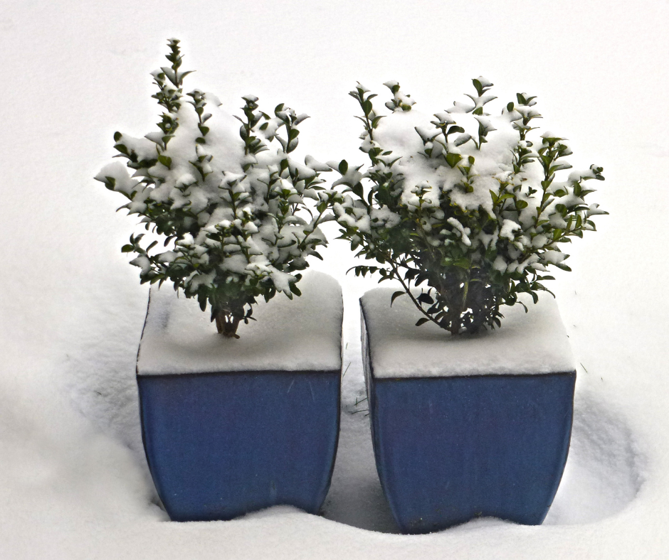 Two small plants in identical squared blue vases sitting in the snow.