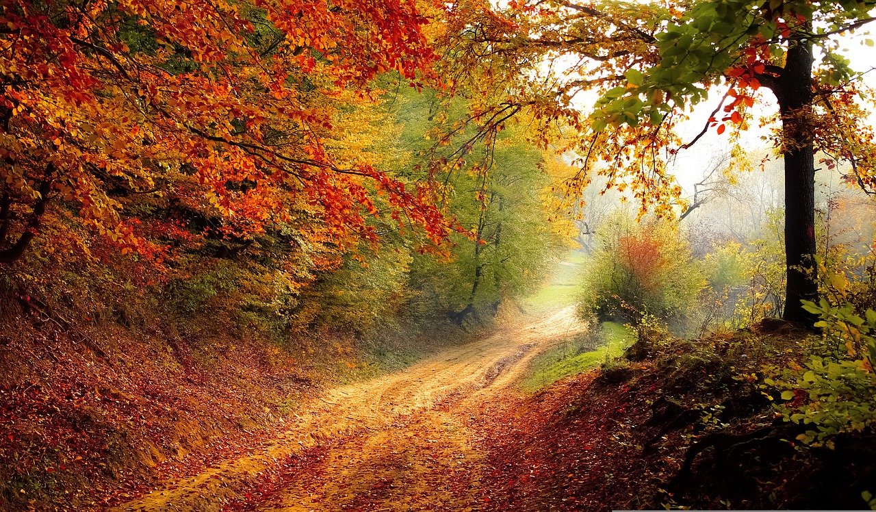 Forest with natural path formed. Fall leaves in yellow, orange, and red falling on path. Seasonal landscaping ideas with Perimeter Landscape.